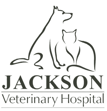 jackson Vet